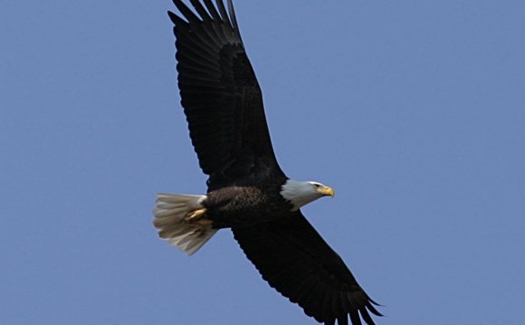 Bald eagle photo (taken from