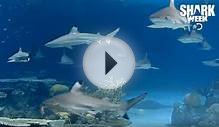 Blacktip Shark Webcam - LiveAnimals.tv