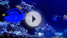 Clownfish Aquarium Webcam - LiveAnimals.tv