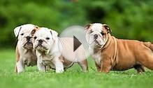 English Bulldog Puppy Webcam - Disney Pups - LiveAnimals.tv