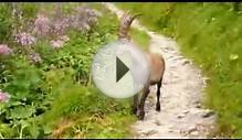 Fauna of Alps. Alpine Ibex from Chamonix (Mont Blanc)