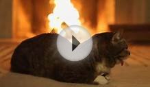 Winter Kitten Webcam (Lil Bub) - LiveAnimals.tv